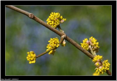 20060422 - Yellow -