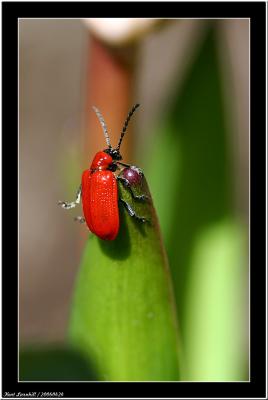 20060424 - Red bug -