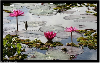 Lotus flower