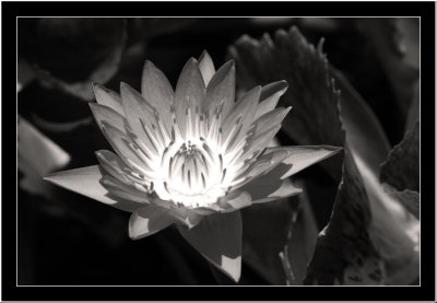 Waterlilly