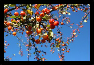 20071023 / Drops of.....