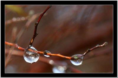 20071030 / Raindrops