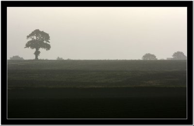 20071031 / Fog & tree