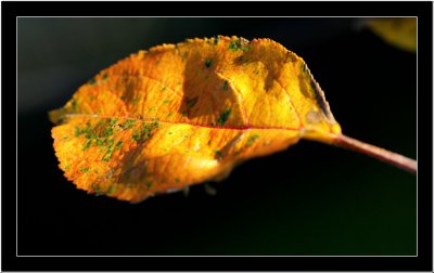 20071106 / Yellow leaf