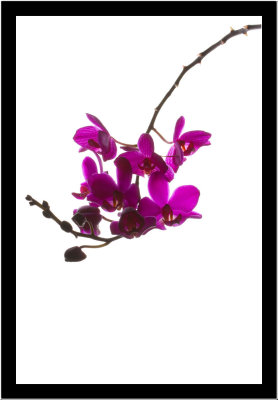 Monday: Orchid in light