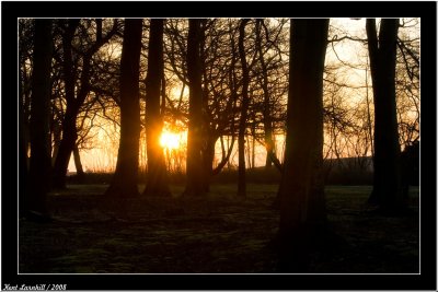 Sun in forest