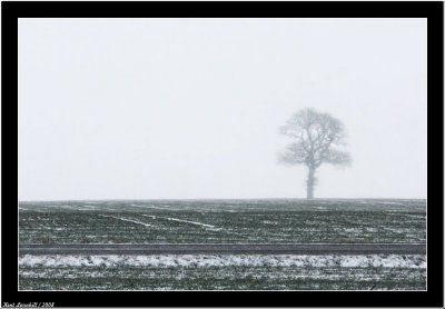 Foggy tree