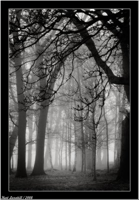 Morning forest fog