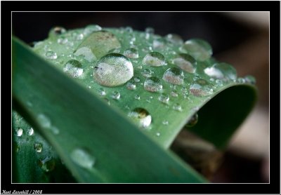 Water drops