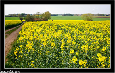 Yellow field