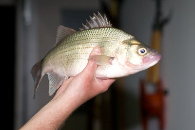 wIMG_8527.jpg