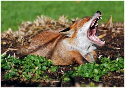 foxYawn1.jpg