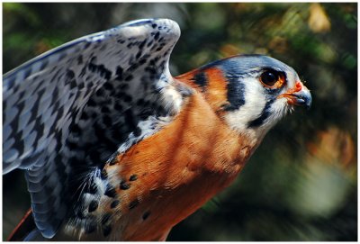 americanKestrel2.jpg