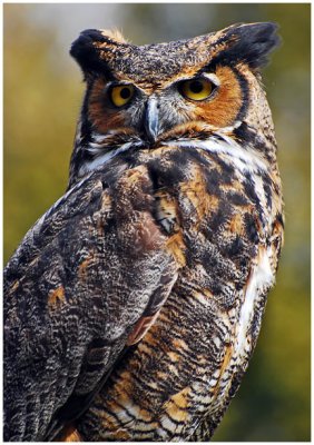 greatHornedOwl2.jpg