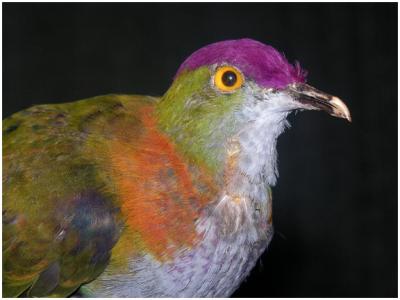 bird1.jpg