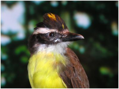 bird2.jpg