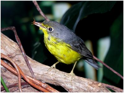 bird3.jpg