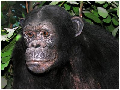 chimp1.jpg