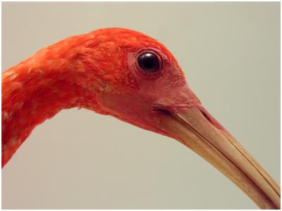 ibis1.jpg