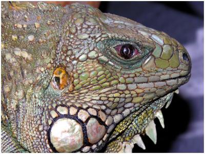 iguana1.jpg