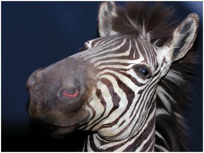 zebra1.jpg