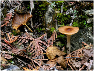 Fungi