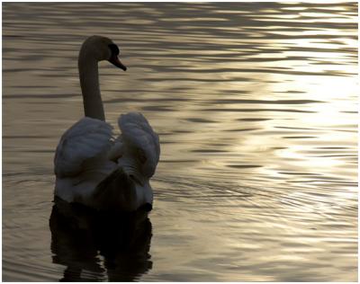 Mute Swan Sunset