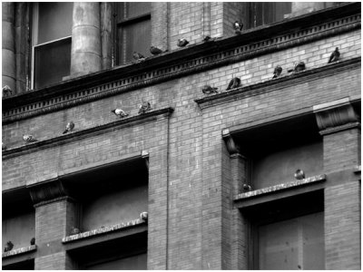pigeons2.jpg