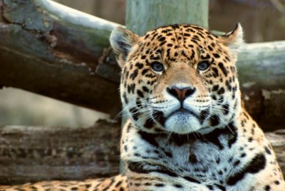 leopard2.jp2