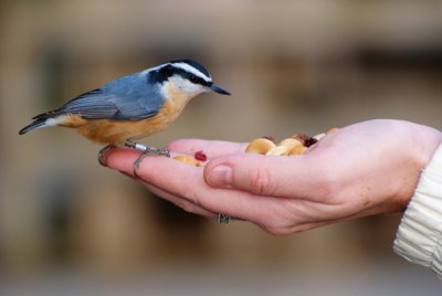Red-Breasted Nuthatch on Lynne's Hand