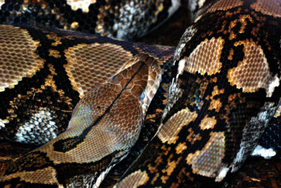 python1.jpg