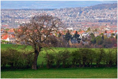 pentlandTreeCity1.jpg