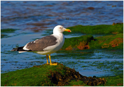 yellowLeggedGull7.jpg