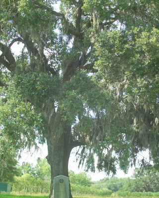 Stephen F Austin Died Under this Majestic LiveOak