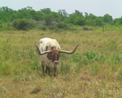 Texas Longhorn