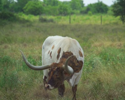 Texas Longhorn