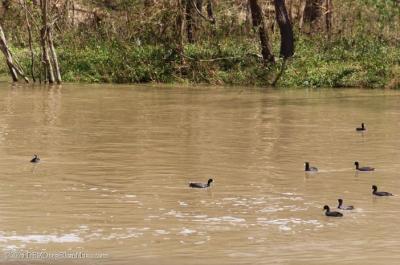 Ducks were loving the heavy water flow