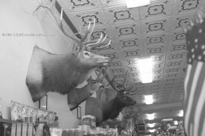 Grocery Store with Hunting Trophies