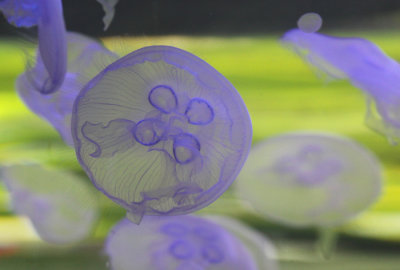 JellyFish700.jpg