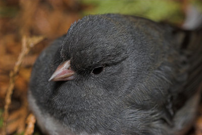 Junco