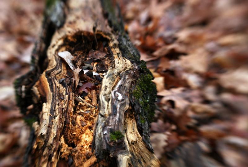 lensbaby log
