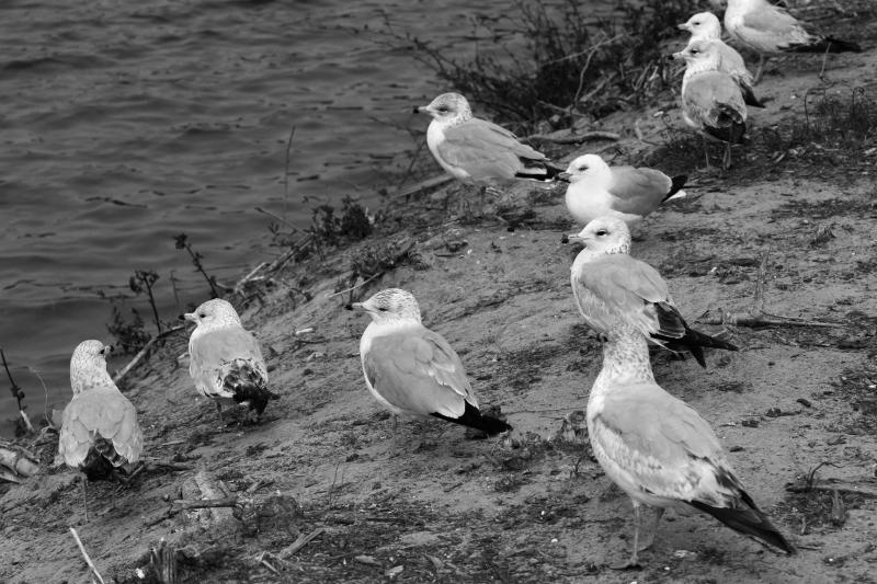 gulls1.jpg