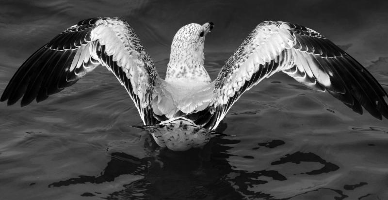gull3.jpg