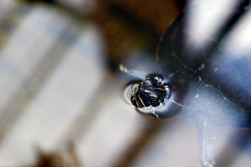 turtle