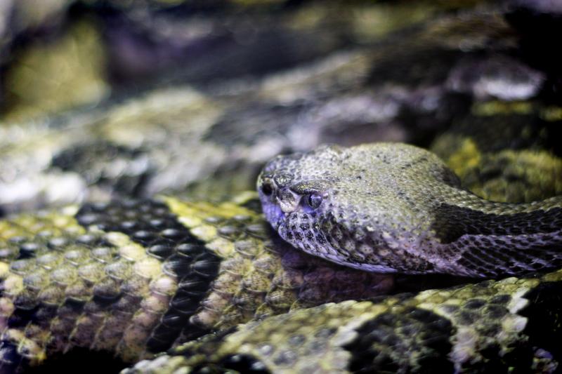 snake