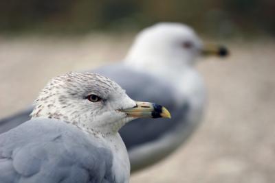 gulls6.jpg