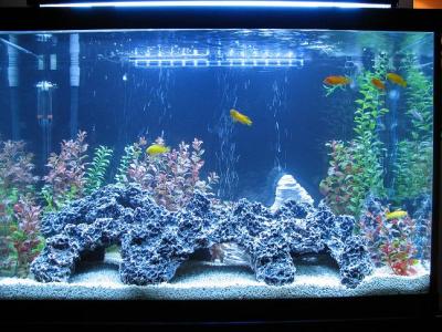 g3/15/578215/3/54769568.Mbuna65G.jpg