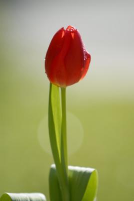 Tulip HDL1781.jpg