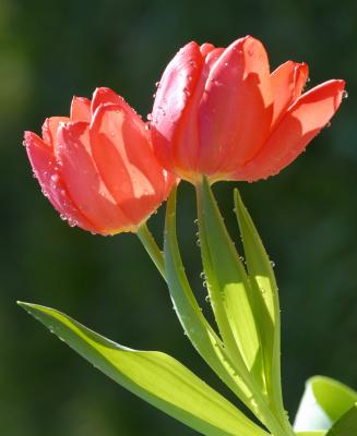 Tulip HNI1169-.jpg