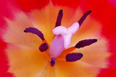 Tulip Closeup HNI1104.jpg